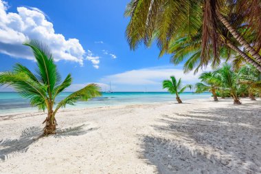 cennet tropikal beach palm