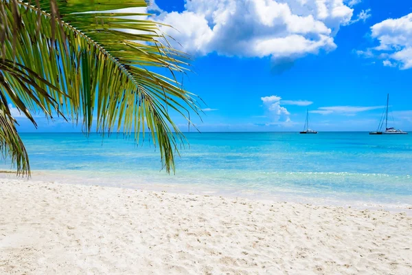 Paradise tropical beach palm Royalty Free Stock Photos