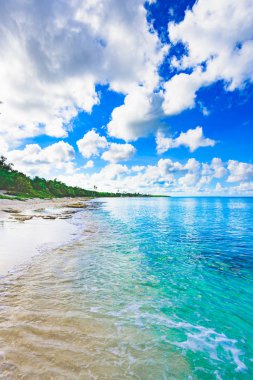 Cennet tropik sahil palmiyesi Karayip Denizi