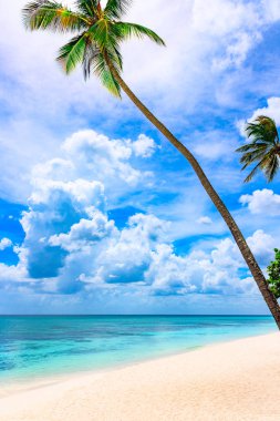 Cennet tropik sahil palmiyesi Karayip Denizi