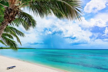 Cennet tropik sahil palmiyesi Karayip Denizi