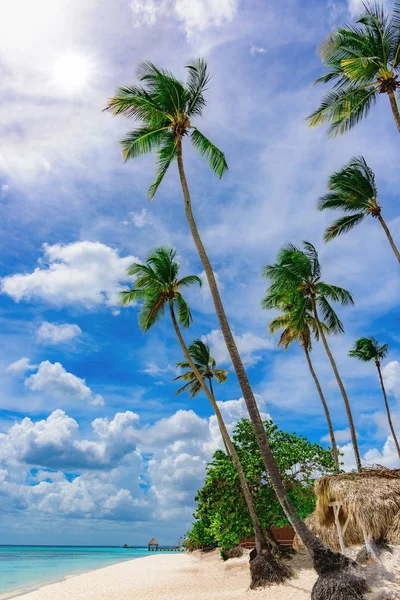 Paraíso playa tropical palmera del Mar Caribe —  Fotos de Stock