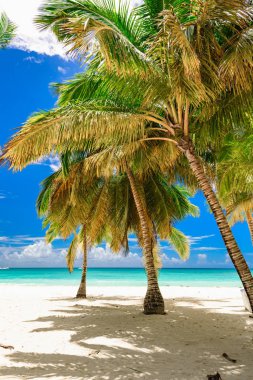 Plaj palmiyesi denizi