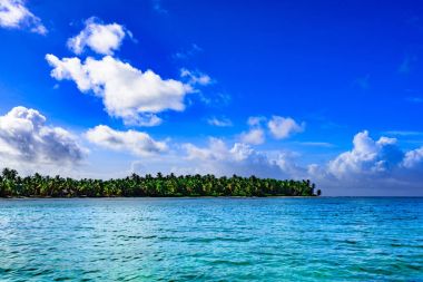 Plaj palmiyesi denizi