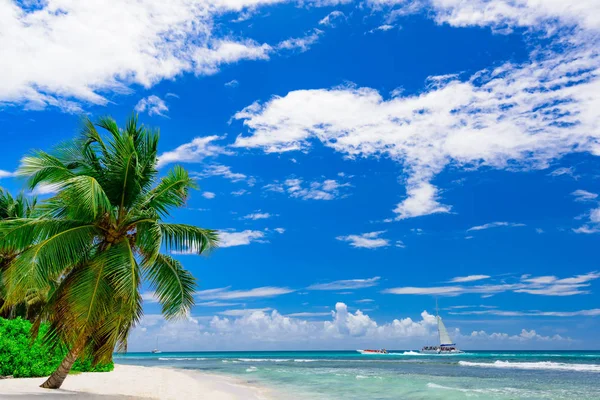 Üdülőhely strand pálmafa tenger — Stock Fotó