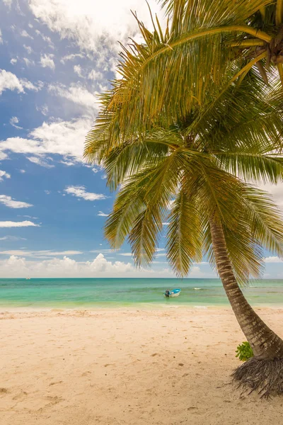 Complejo playa palmera mar —  Fotos de Stock