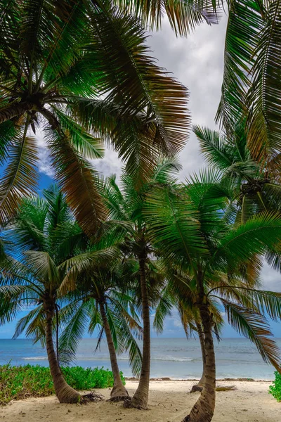 Resort beach palm tree sea — Stock Photo, Image