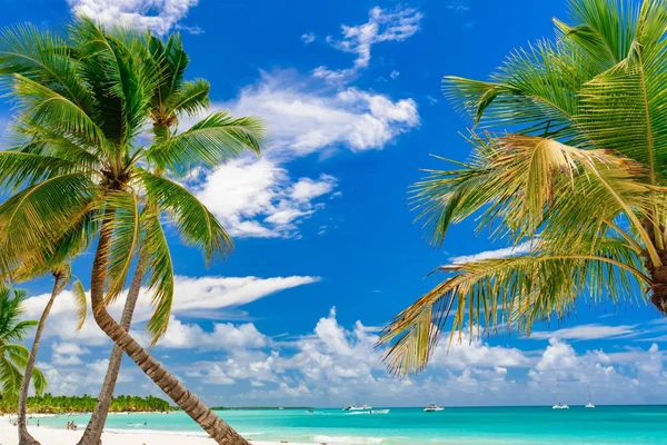 Plaj palmiyesi denizi — Stok fotoğraf