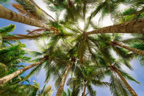 팜 나무 하늘 배경 — 스톡 사진