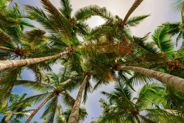 Palme Himmel Hintergrund — Stockfoto