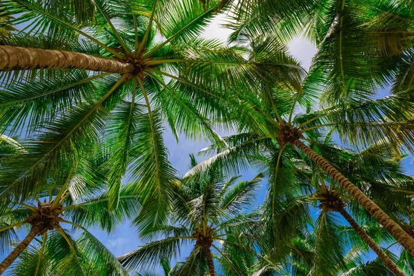 Palme Himmel Hintergrund — Stockfoto