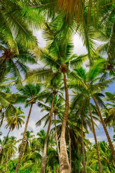 Palme Himmel Hintergrund — Stockfoto
