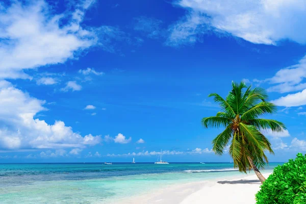 Resort praia palmeira mar — Fotografia de Stock