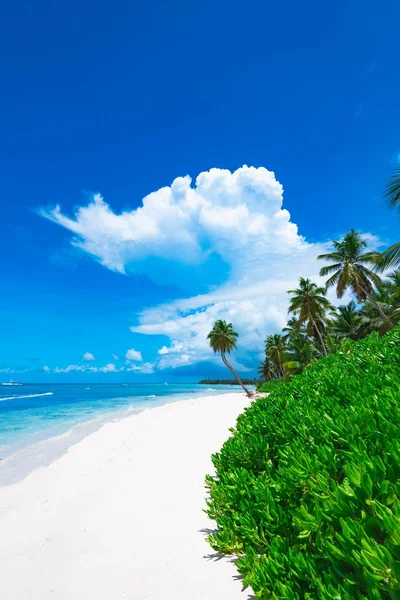 Complejo playa palmera mar — Foto de Stock