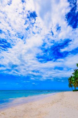 Plaj palmiyesi denizi