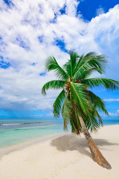 Resort beach palm tree sea — Stock Photo, Image