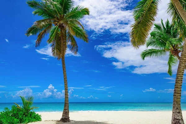Plaj palmiyesi denizi — Stok fotoğraf