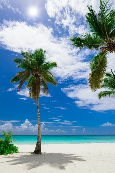 Resort praia palmeira mar — Fotografia de Stock