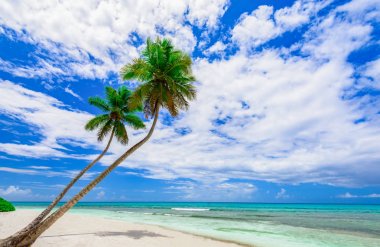 Beach palm ağacı deniz Dominik Cumhuriyeti başvurmak