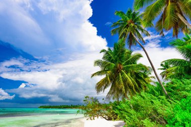 Beach palm ağacı deniz Dominik Cumhuriyeti başvurmak