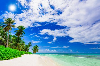 Beach palm ağacı deniz Dominik Cumhuriyeti başvurmak