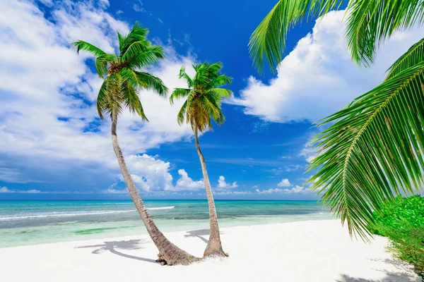 Complejo playa palmera mar República Dominicana — Foto de Stock