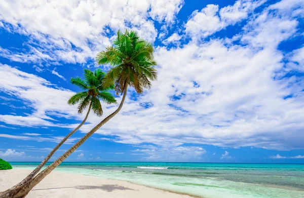 Beach palm ağacı deniz Dominik Cumhuriyeti başvurmak — Stok fotoğraf