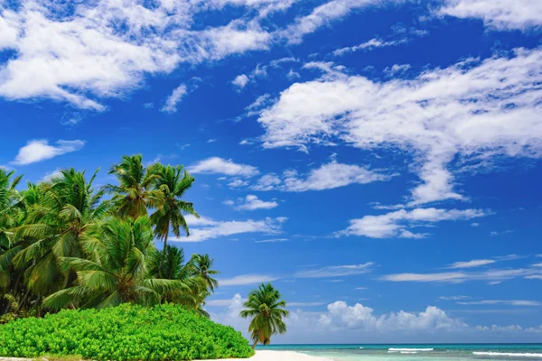 Resort beach palm tree sea Dominikanska Republiken — Stockfoto