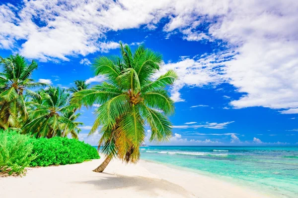 Beach palm ağacı deniz Dominik Cumhuriyeti başvurmak — Stok fotoğraf