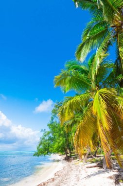 Palm Ocean Sky Karayip Sahili