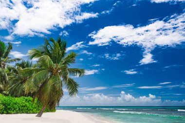 Cennet tatil köyü plaj palmiyesi denizi Dominik Cumhuriyeti