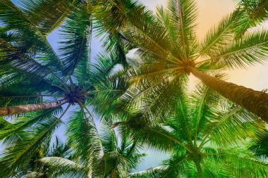 Palm güneş üst