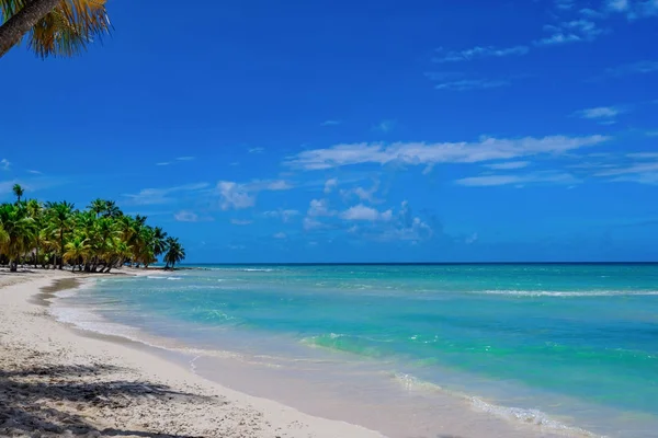 도미니카 공화국에 있는 파라다이스 해변 야자나무 — 스톡 사진