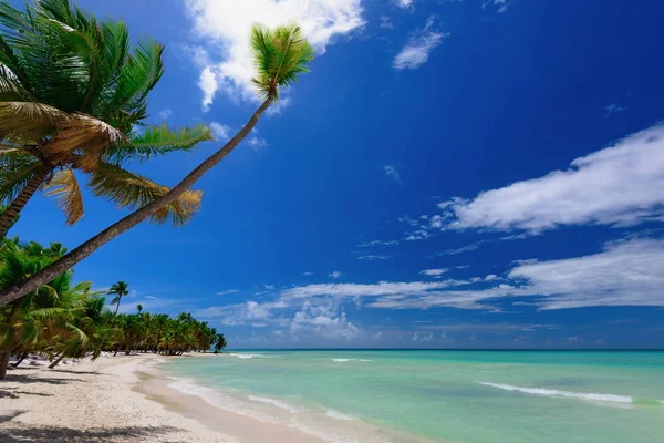 Paraíso resort playa palmera mar República Dominicana — Foto de Stock