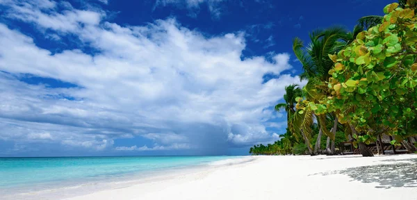 Paraíso resort playa palmera mar República Dominicana — Foto de Stock