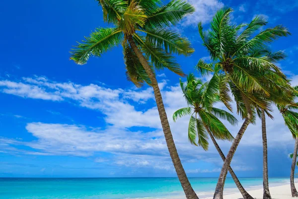 Cennet tatil köyü plaj palmiyesi denizi Dominik Cumhuriyeti — Stok fotoğraf