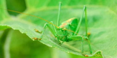 yeşil çekirge büyük bir çekirge olduğunu