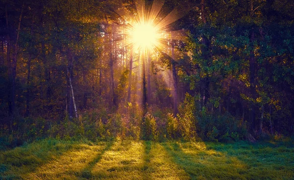 Sol rayos amanecer árboles — Foto de Stock