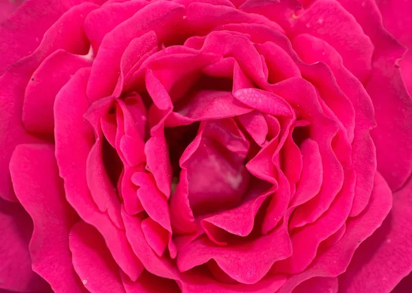 Fondo rosa roja flor — Foto de Stock