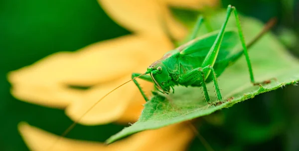 Green locust is a large grasshopper — Stock Photo, Image