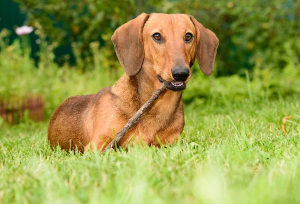 Brown dachshund dog puppy — Stock Photo, Image