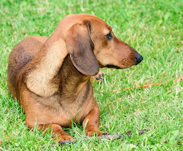 Brown dachshund dog puppy — Stock Photo, Image