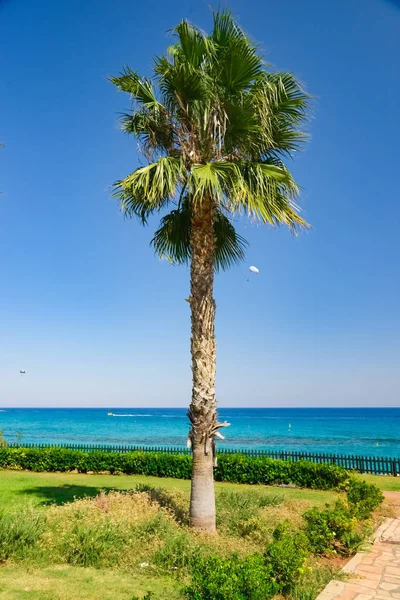Palm Ocean Sky — Stock fotografie