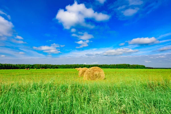 Bale av hö — Stockfoto