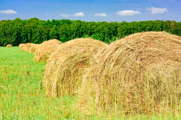 Bale of Hay — Fotografia de Stock