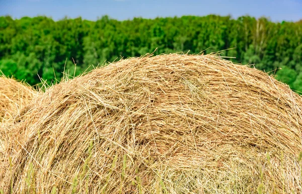 Bale of Hay — Fotografia de Stock