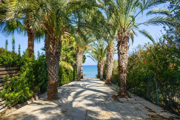 Palm alley to the ocean — Stock Photo, Image