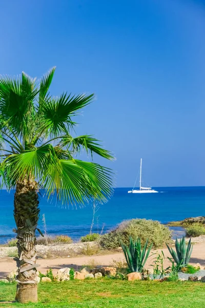 Palm Ocean Sky — Stock Photo, Image