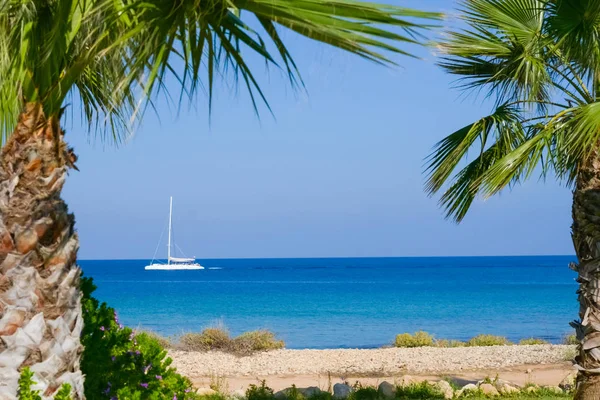 Palm Ocean Sky — Stock Photo, Image