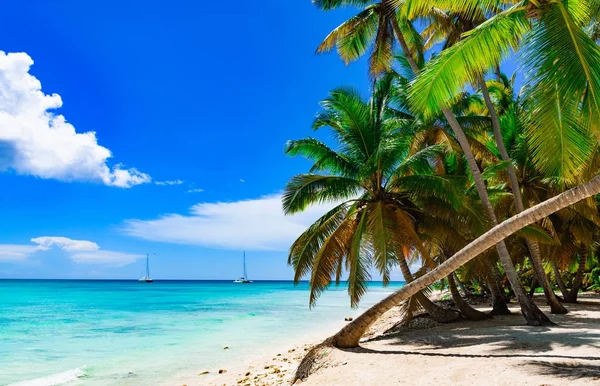 Palm okyanus gökyüzü — Stok fotoğraf